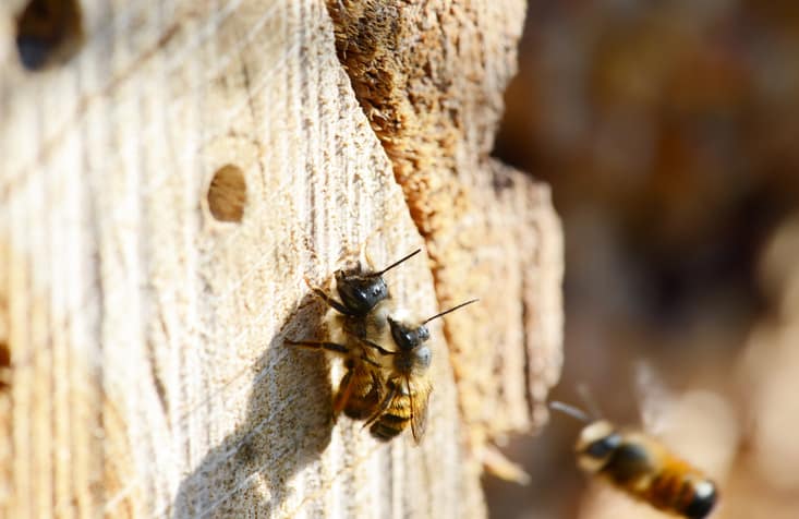 Jakich siatek używa się do hodowli pszczół?